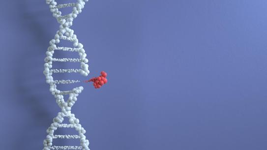 Dna strand with one base pair highlighted in red.