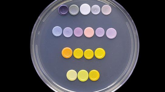 samples in a petri dish
